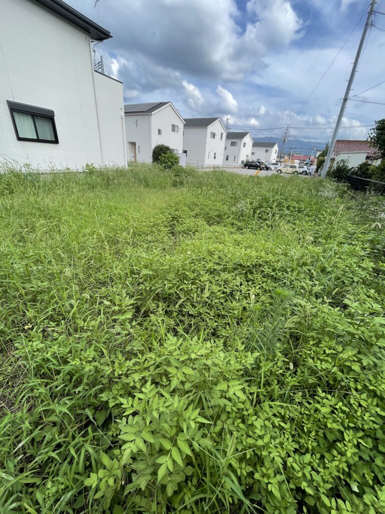 草刈り前